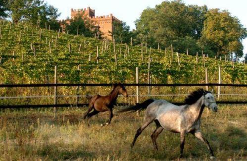 Willa La Cascina Del Castello Asti Zewnętrze zdjęcie